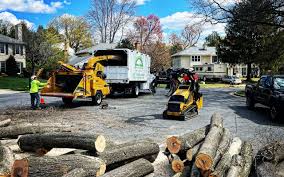 How Our Tree Care Process Works  in Carterville, MO